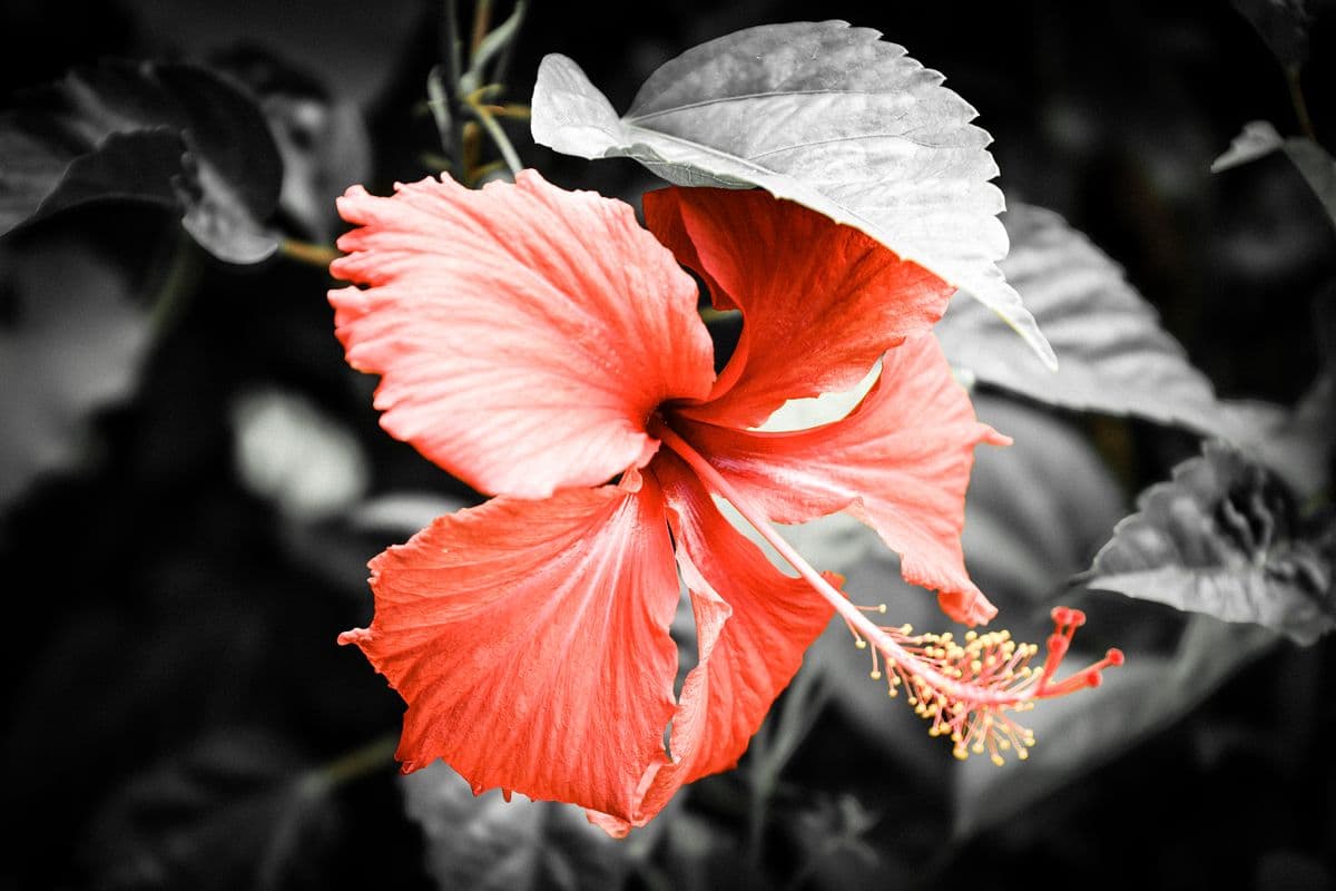 Hibiscus-2 (modifié)