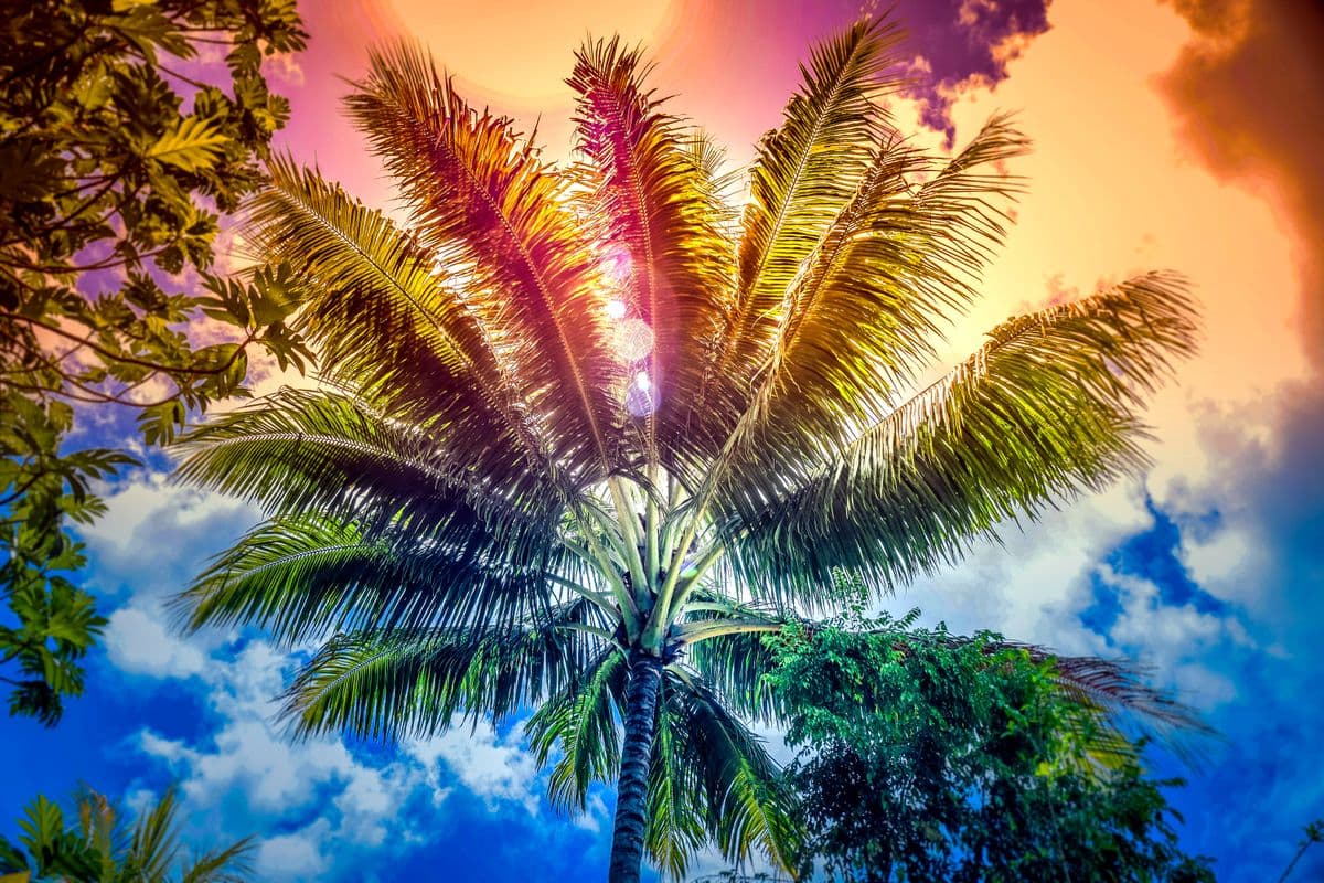 Palmier-2 (modifié)