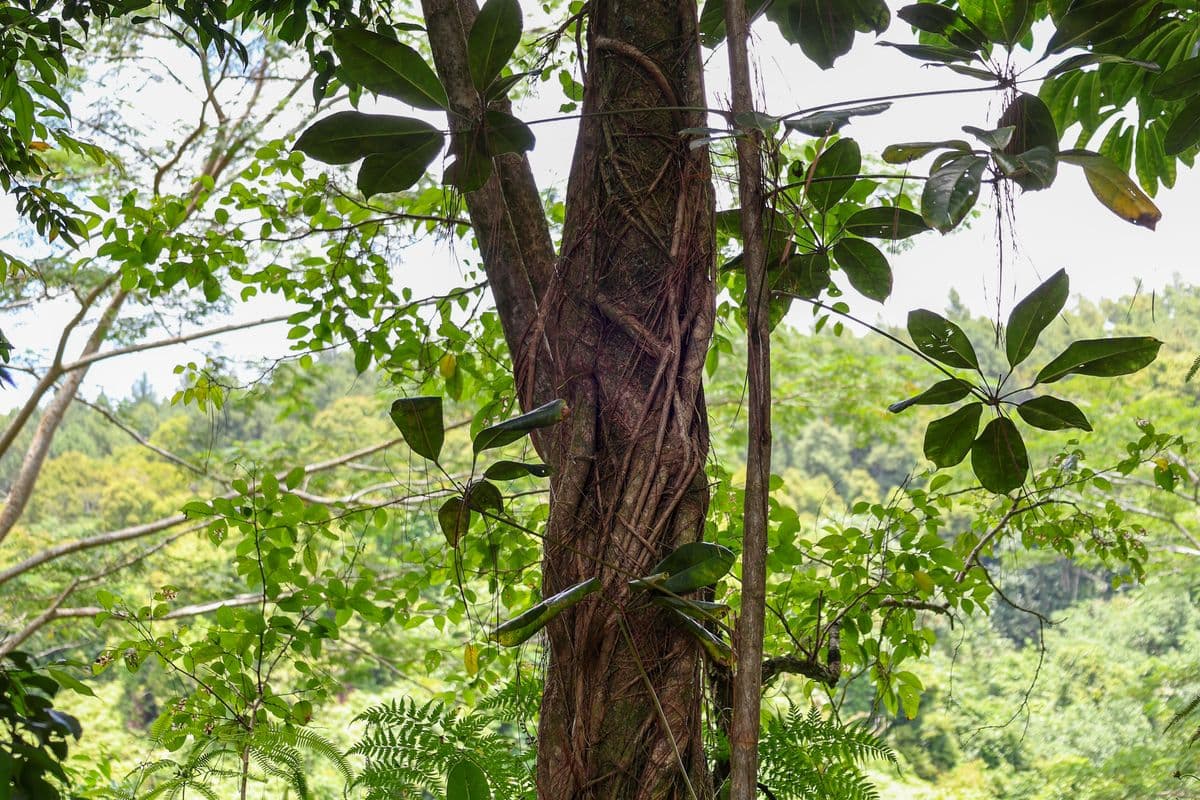 Arbre sur les hauteurs des Jardins d'eau PK49