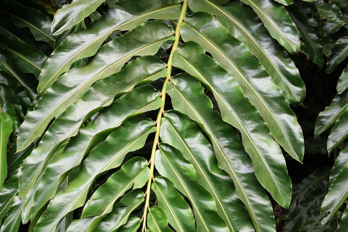 Arenga Undulatifolia