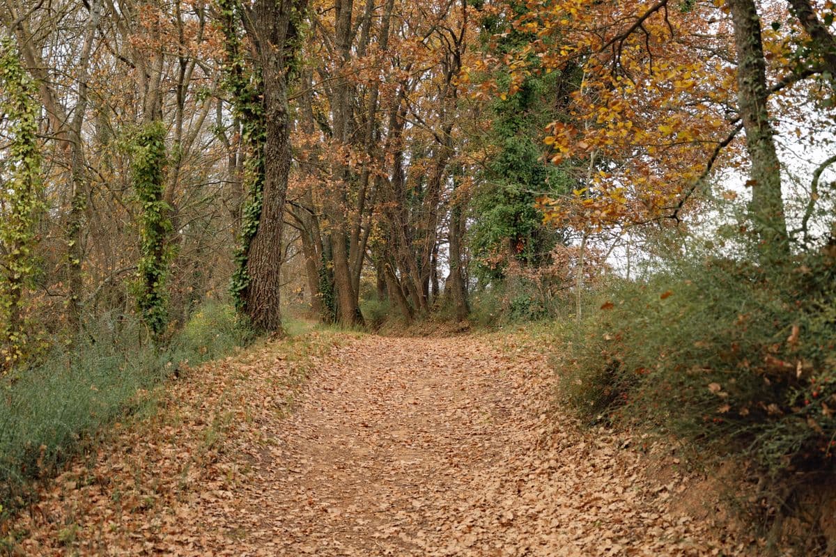 Chemin en Automne-1