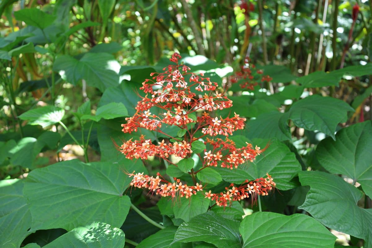 Clerodendrum paniculatum-1
