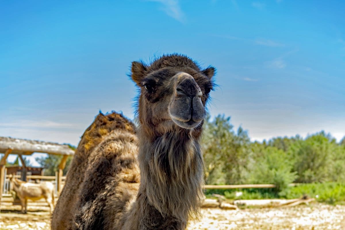 Dromadaire-1