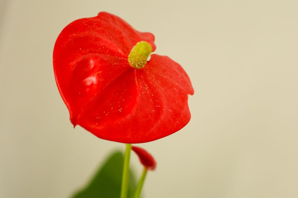 Fleur Anthurium-2
