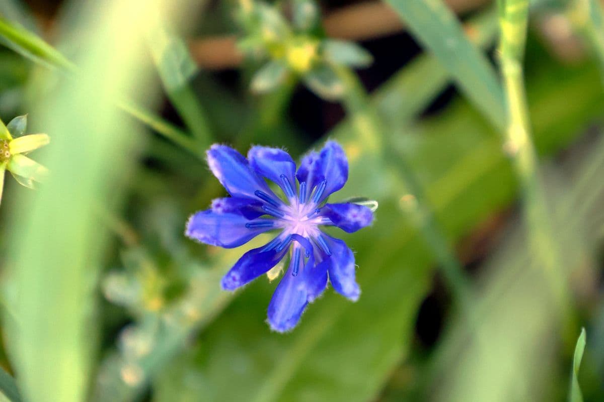 Fleur Bleu Chicorée-1