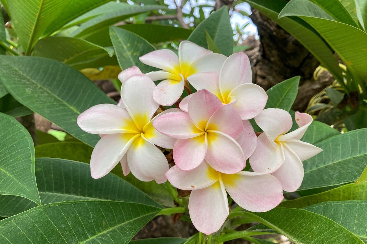 Fleurs du Frangipanier