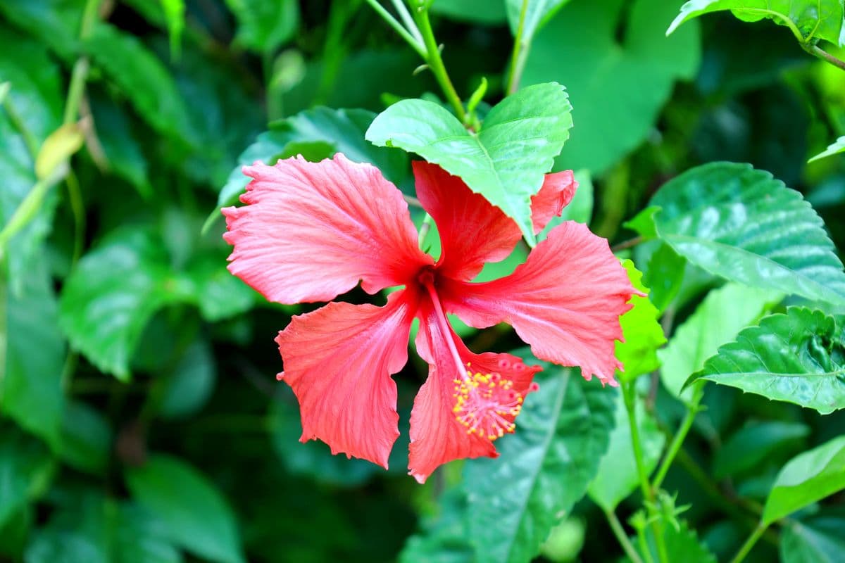 Hibiscus-1
