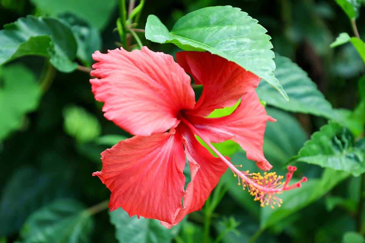 Hibiscus-2