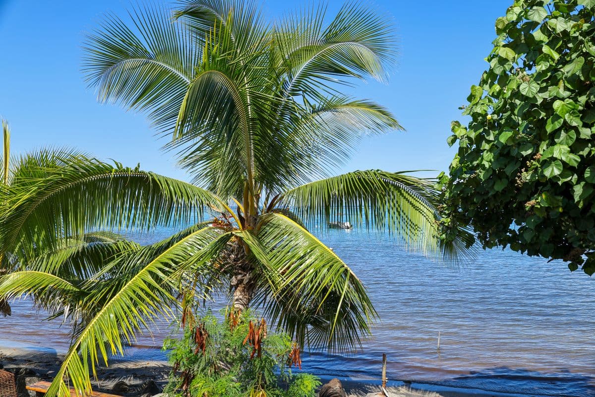 Paysage Côte Ouest-1