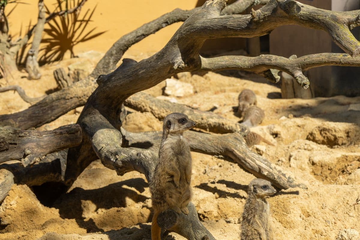 Suricates-1